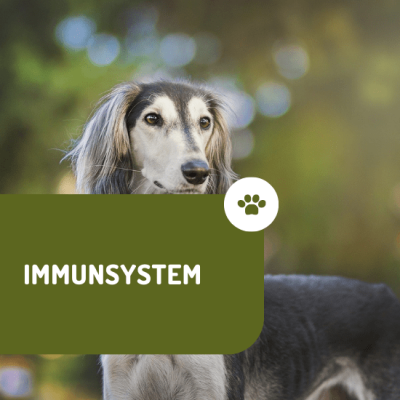 Reico Immunsystem beim Hund